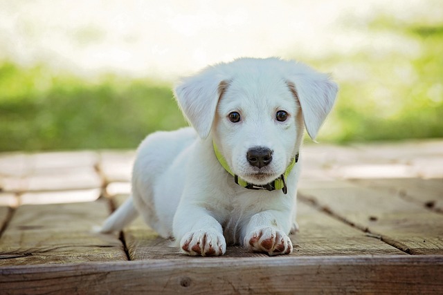 puppy-g4936d399a_640