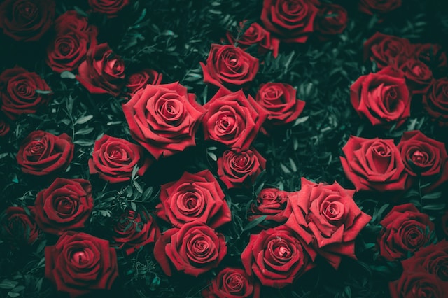 como-plantar-un-jardin-de-rosas