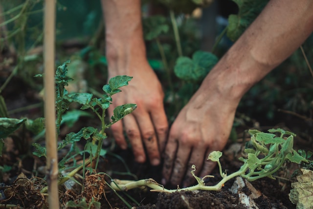 como-plantar-un-jardin-de-rosas